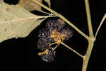 Eastern black nightshade